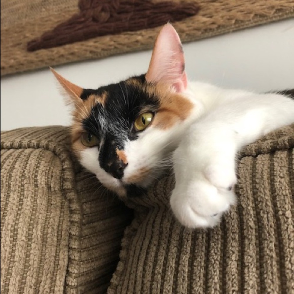 Meet your Posher, Cchrista